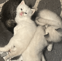 three white kittens are laying on a rug