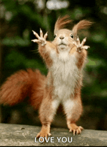 a squirrel is standing on its hind legs with its arms outstretched and the words love you below it