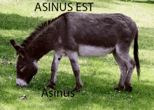 a donkey is grazing in a field with the words " asinos est " written above it