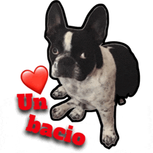 a black and white dog with a red heart and the words " un bacio " below it