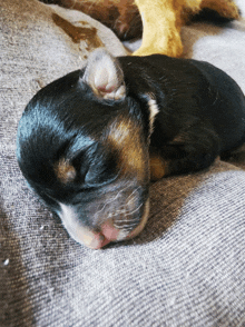 a small black and brown puppy is sleeping on a grey blanket