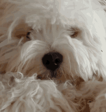 a close up of a fluffy white dog 's face