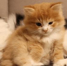 a close up of a fluffy orange and white kitten looking at the camera