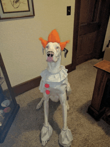 a dog in a clown costume is sitting in a room