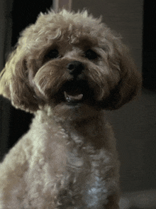 a small brown and white dog with its mouth open looks at the camera