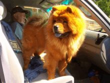 a chow chow dog is sitting in the back seat of a vehicle