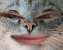 a close up of a cat 's face with lipstick on it .