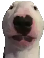 a close up of a bull terrier 's nose on a white background .