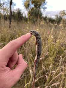 a person is holding a lizard on their finger in a grassy field .