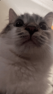 a close up of a cat 's face with a blurred background