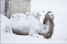 a camel is laying in the snow with a building in the background