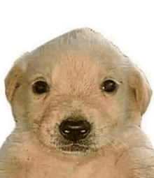 a close up of a puppy 's face with a white background .