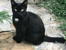 a black cat is sitting on a piece of cardboard that says eggs