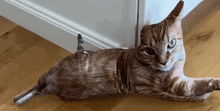 a cat is laying on a wooden floor in front of a door .