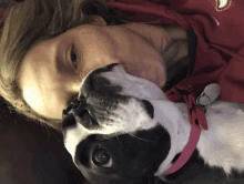 a black and white dog with a pink collar is laying on a woman 's lap