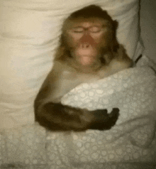 a monkey is sleeping in a bed with a white blanket