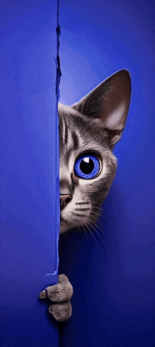 a cat with blue eyes is peeking out from behind a blue wall