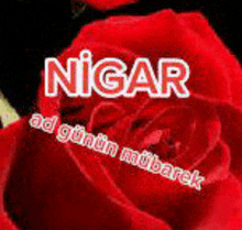 a picture of a red rose with the name nigar on it