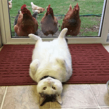 a cat is laying on its back in front of chickens looking out a window