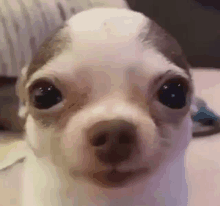 a close up of a small dog 's face with big eyes .