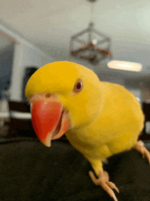 a yellow parrot with a red beak is standing on a couch