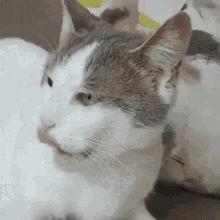 Cat Miya GIF