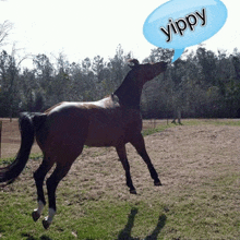 a horse standing in a field with a speech bubble that says yippy