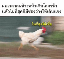 a white chicken with a red crest is running in a blurry photo with chinese writing