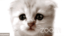 a white kitten with blue eyes is looking at the camera while sitting on a zoom call .