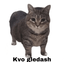 a cat is standing in front of a white background with the words " kvo gledash " above it