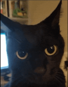 a close up of a black cat 's face in front of a computer monitor