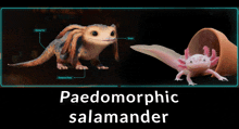 a picture of a lizard next to a picture of an axolotl with the words paedommorphic salamander below it