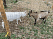 two goats are standing next to each other in a pen behind a barbed wire fence .