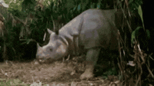 a rhinoceros is standing in the woods eating leaves .