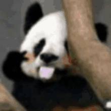 a panda bear sticking its tongue out while hanging from a tree branch .