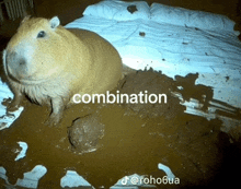 a guinea pig is laying in a pile of mud with the word combination written on the bottom