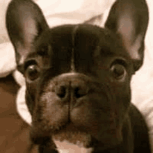 a close up of a french bulldog looking at the camera with a beard .