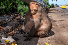 a monkey is sitting on the side of a road with a banana in its mouth .