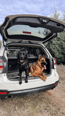 two dogs are sitting in the back of a white suv