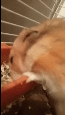 a close up of a hamster eating grass from a bowl