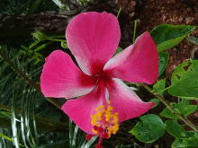 a close up of a pink flower with yellow center