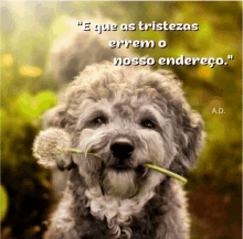 a dog holding a dandelion in its mouth with a quote in portuguese below it