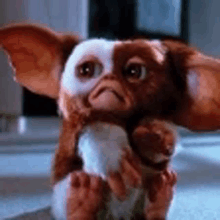 a close up of a gizmo from gremlins sitting on a carpet .