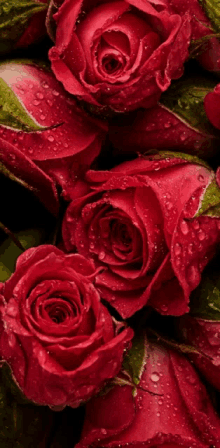 a bunch of red roses with water drops on the petals