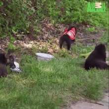 a group of bear cubs are playing in the grass . one of the cubs is wearing a life jacket .