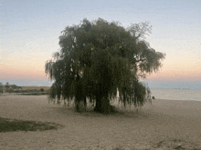 a tree on a sandy beach with a sunset in the background