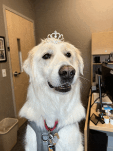 a white dog with a tiara on its head looks at the camera