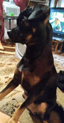 a dog is sitting on its hind legs in front of a tv with the word ser on it