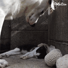 a black and white cat laying on the ground next to a dog with the word collective written above it