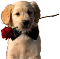 a puppy wearing a bow tie has a red rose in its mouth